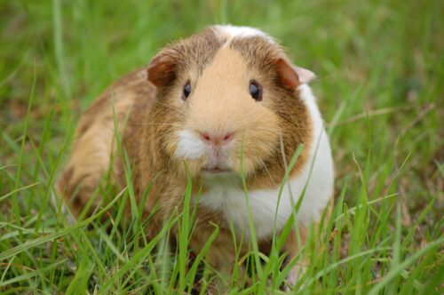 guinea pig cavy pet guinea 60693