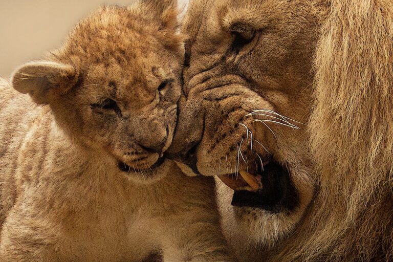 lion-animal-predator-big-cat-40803