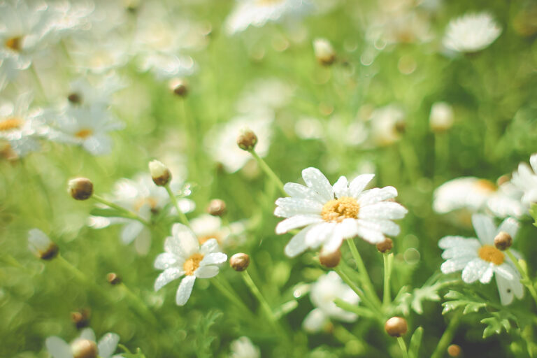 summer-daisy-field-picjumbo-com
