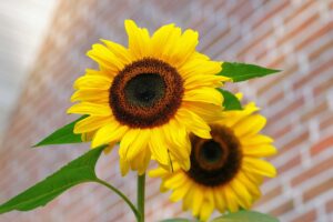 sunflower-flowers-bright-yellow-46216