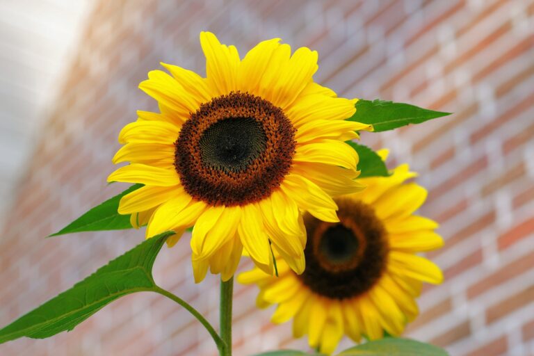 sunflower-flowers-bright-yellow-46216